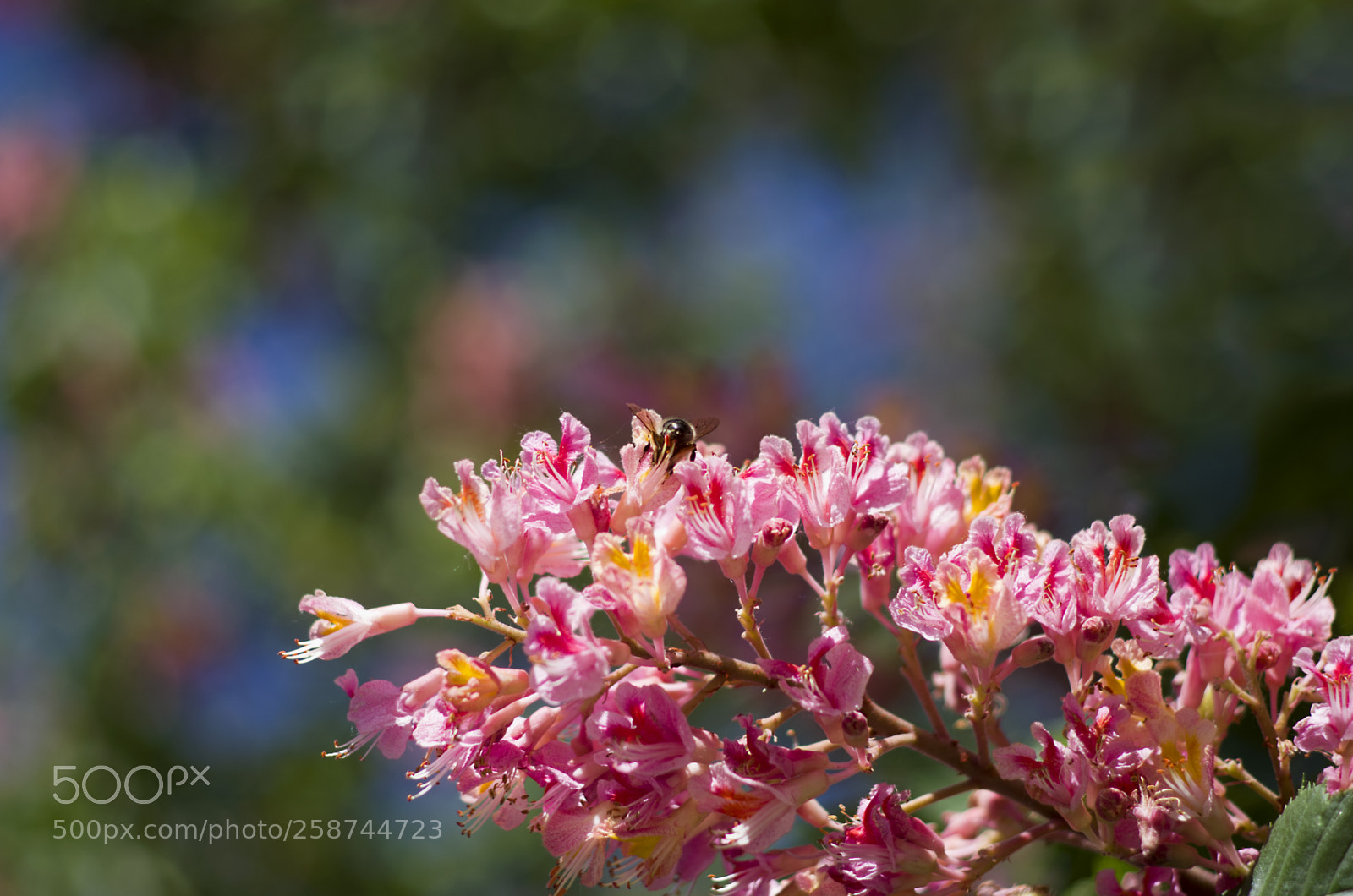 Pentax K-30 sample photo. Chestnut flowers photography
