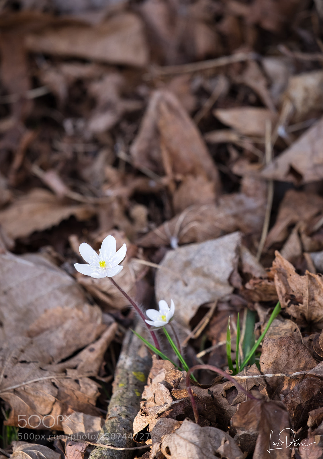 Fujifilm X-T1 sample photo. Sign of spring... photography