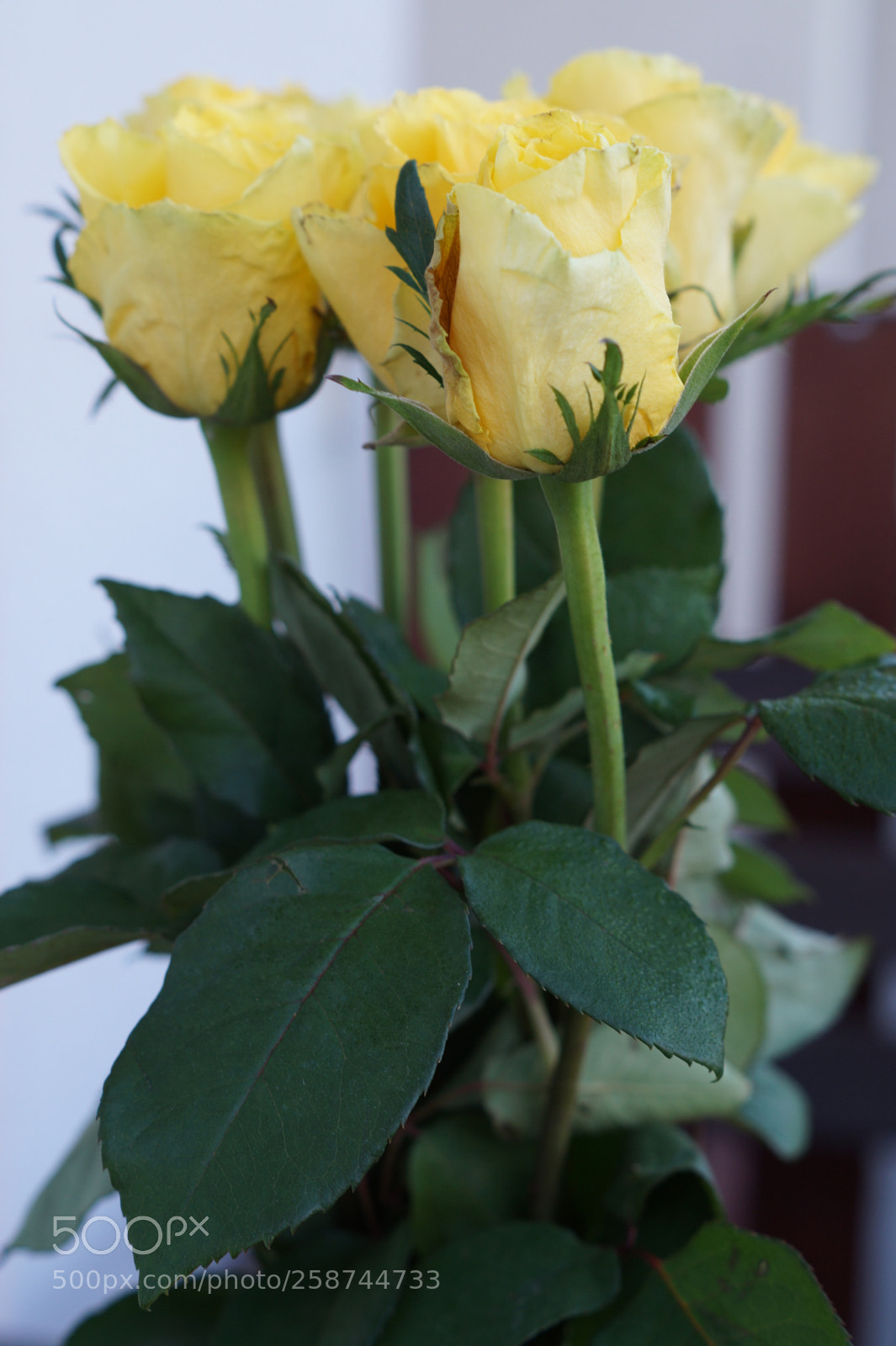 Sony SLT-A58 sample photo. Roses photography