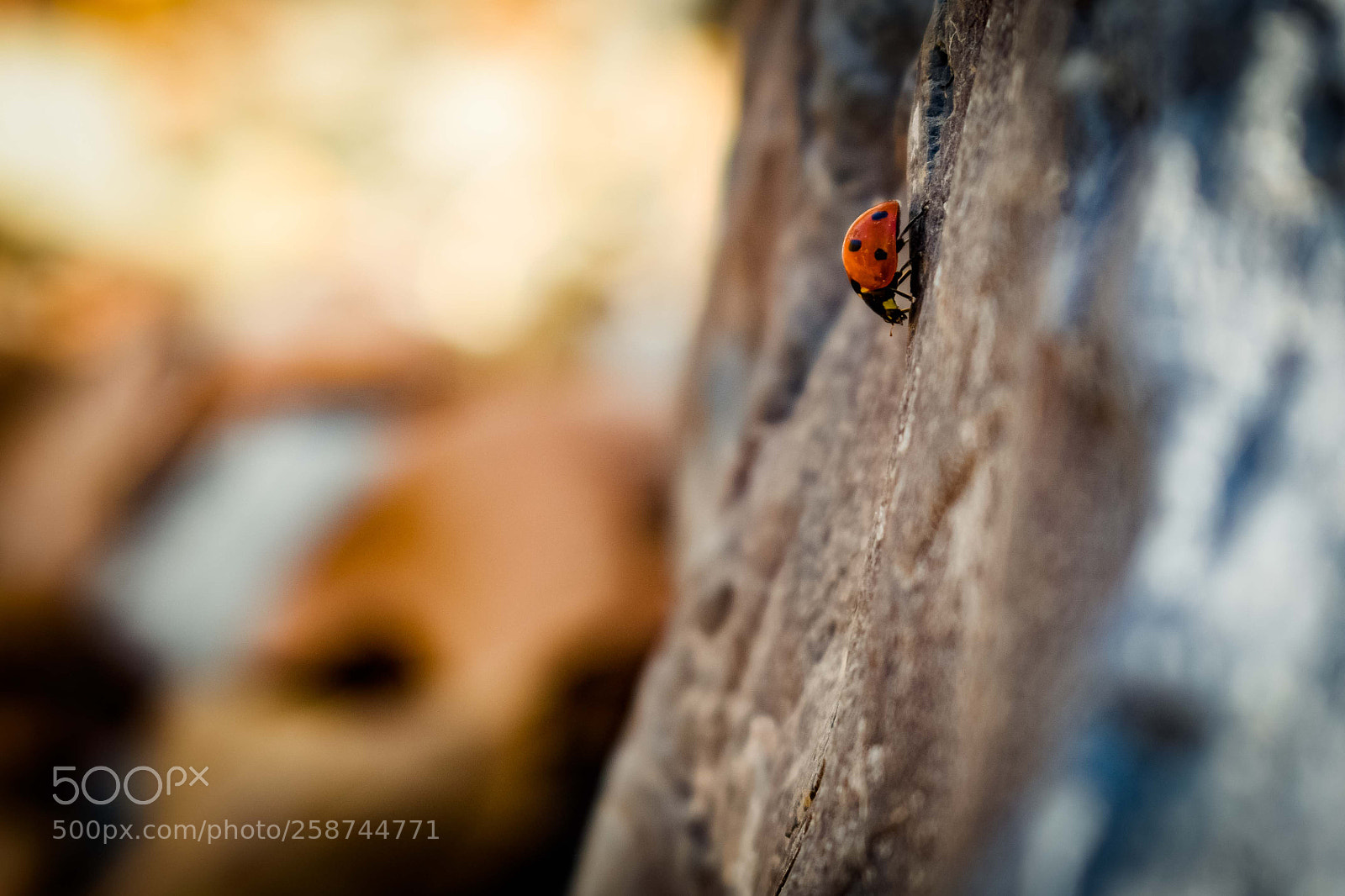 Nikon D3300 sample photo. Alone ladybug over the photography