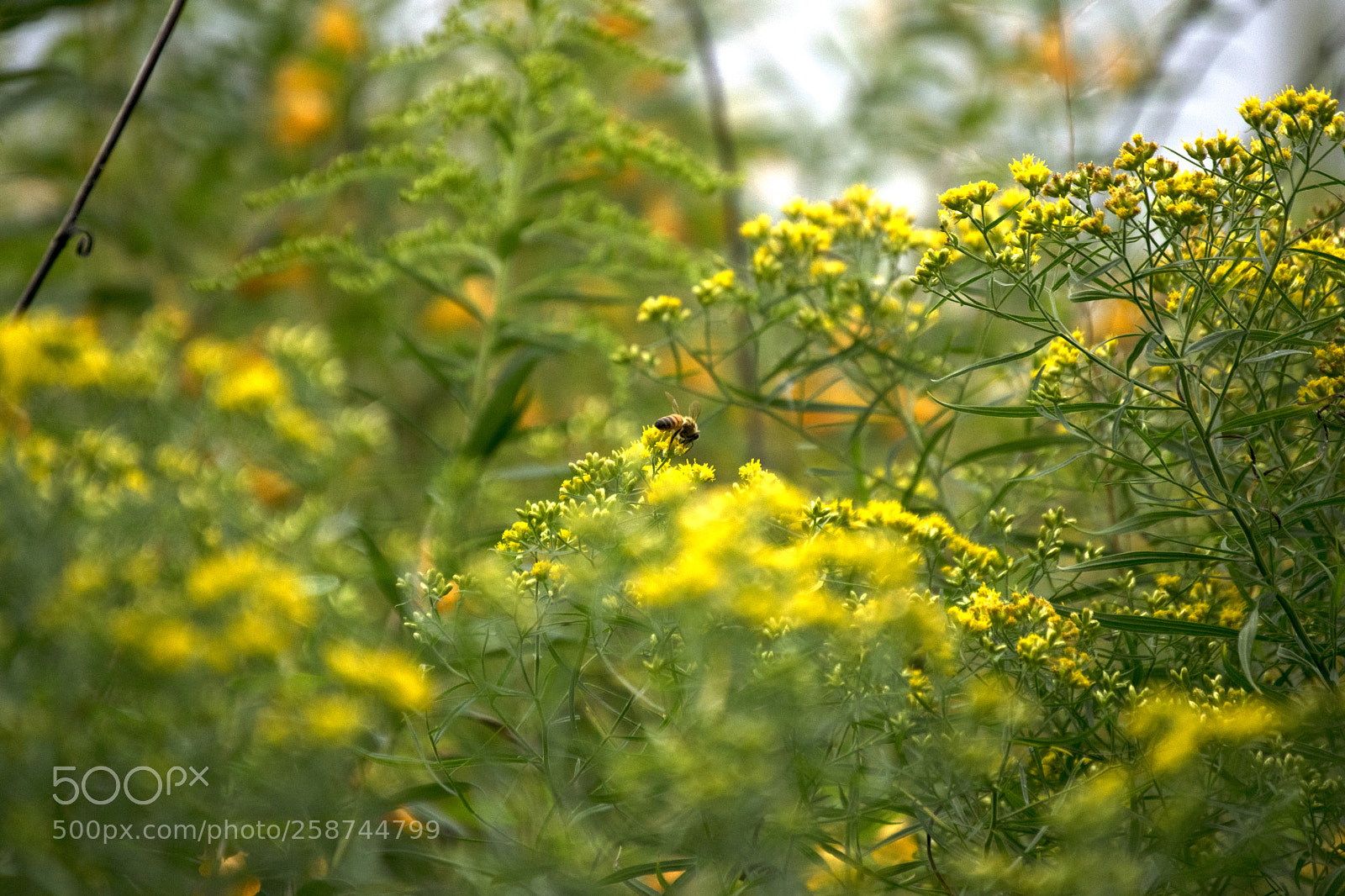 Nikon D3300 sample photo. Bumble bee photography