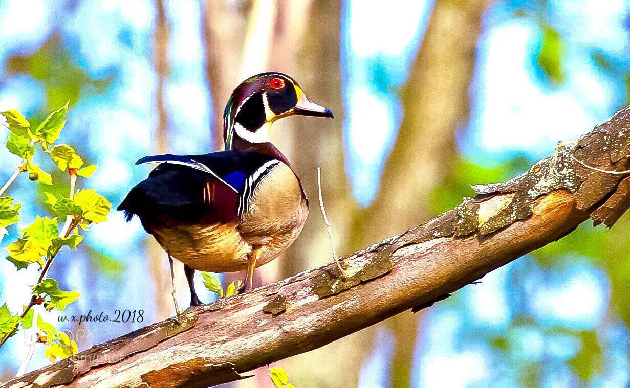 Canon EOS 7D Mark II sample photo. Wood duck photography
