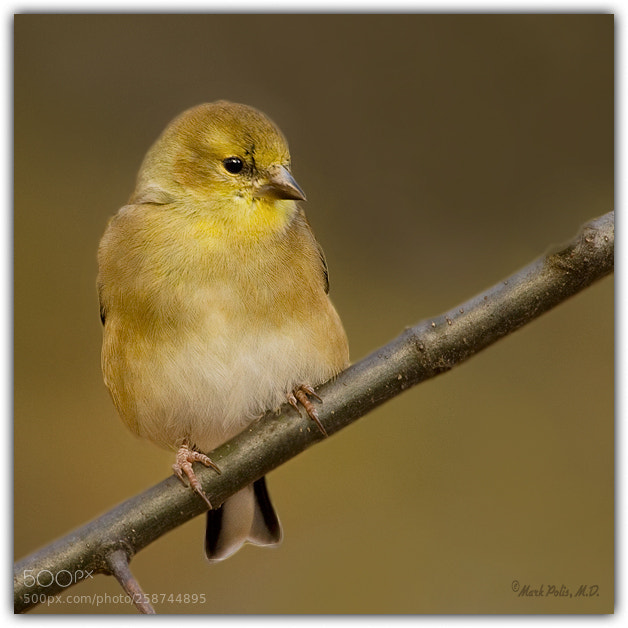 Canon EOS 7D sample photo. American goldfinch ia fltd photography