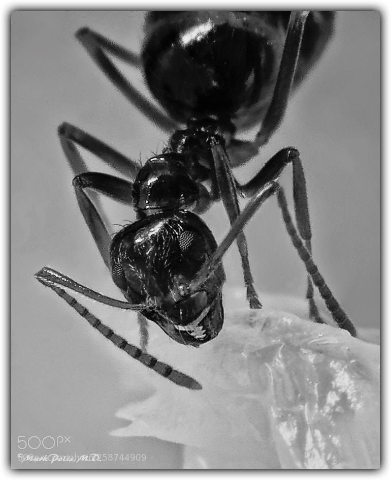 Canon EOS 50D sample photo. Ant fltd photography