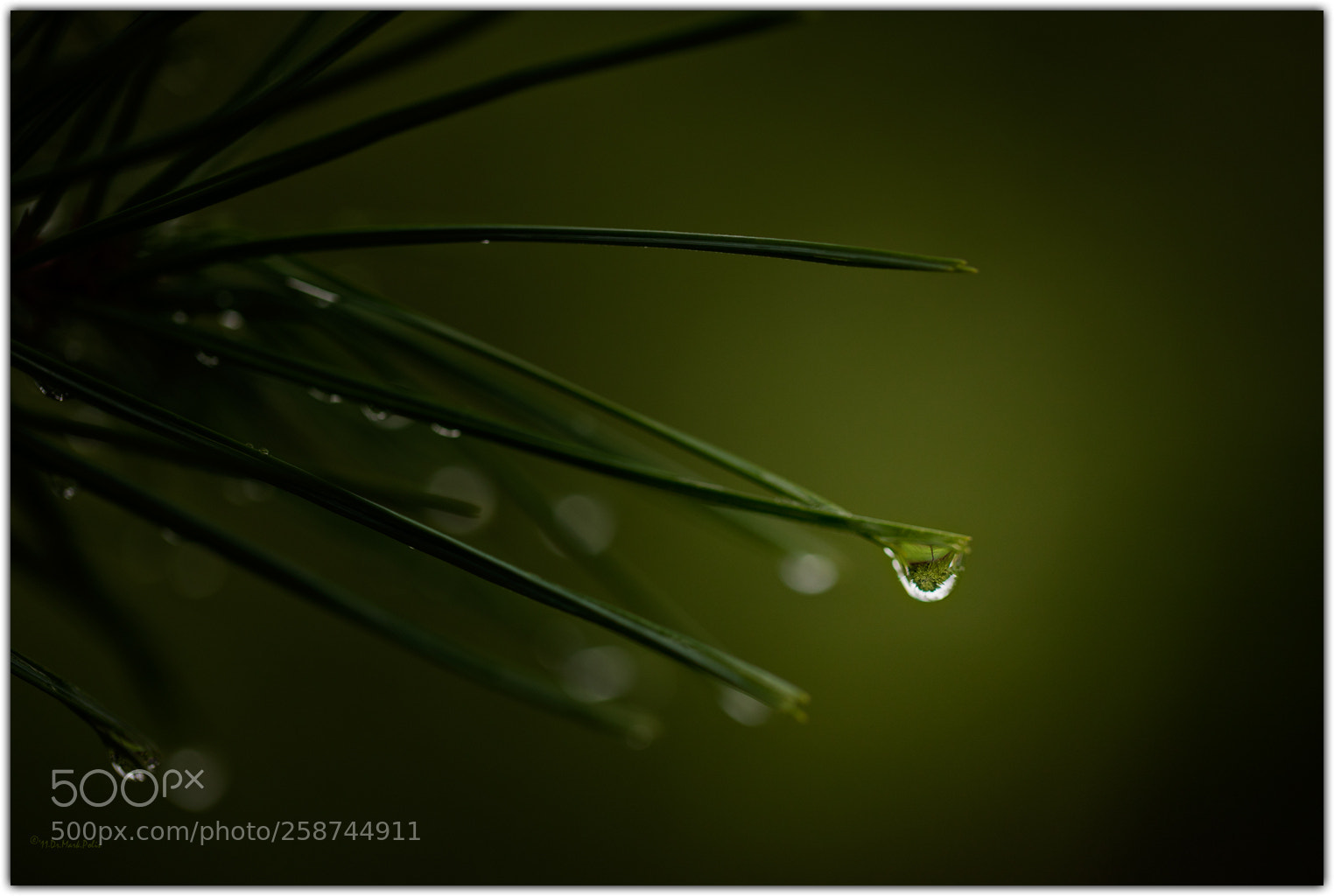 Canon EOS-1Ds Mark III sample photo. Apple tree in droplet photography