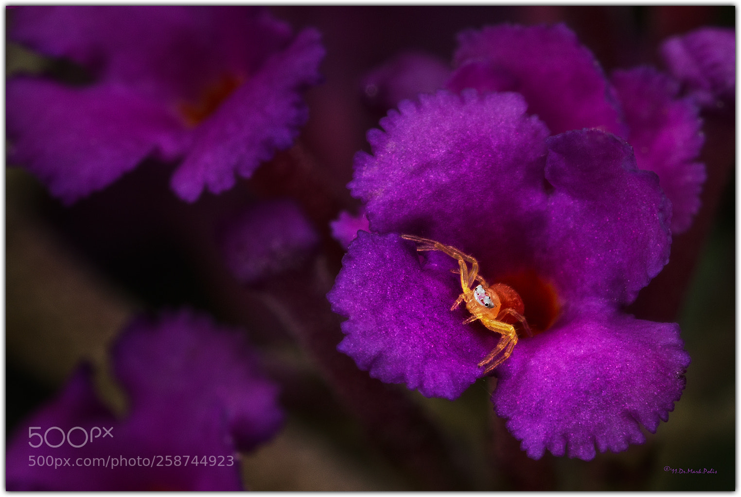 Canon EOS 7D sample photo. Arachnoid residence fltd photography