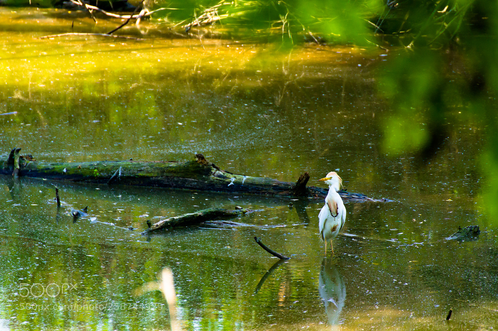 Canon EOS 1200D (EOS Rebel T5 / EOS Kiss X70 / EOS Hi) sample photo. Heron's hunting photography