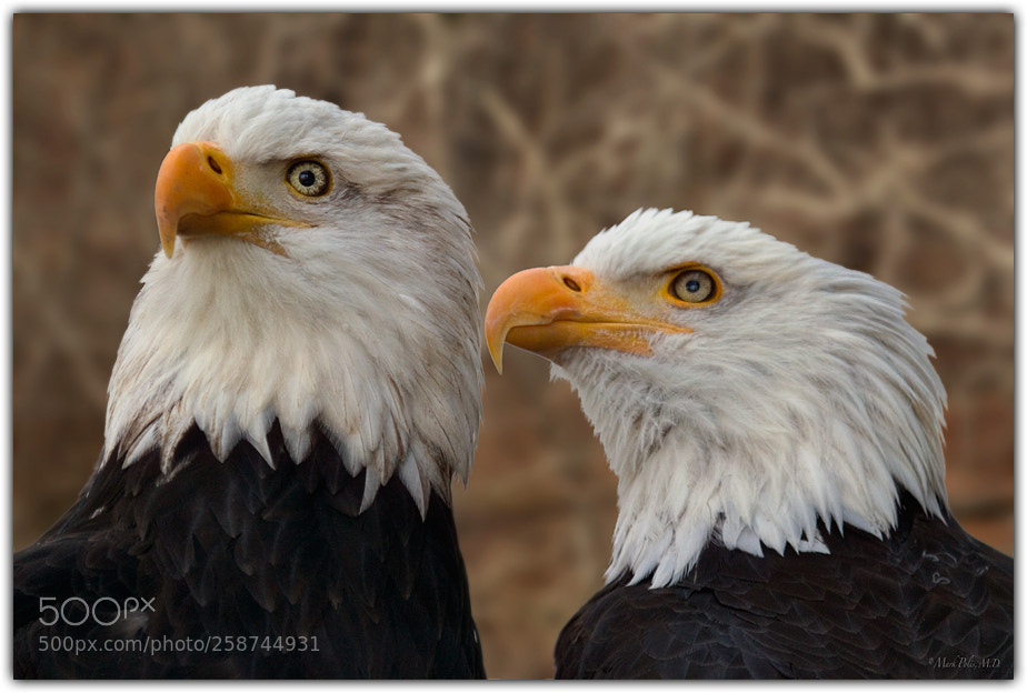 Canon EOS 7D sample photo. Bald eagle pair fltd photography