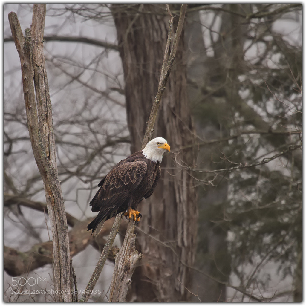 Canon EOS 7D sample photo. Baldeagle fishermansparadise sq a photography