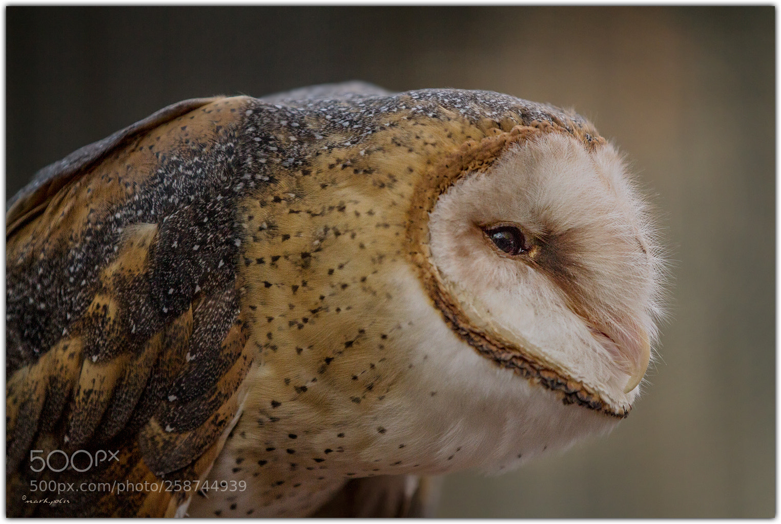 Canon EOS 7D sample photo. Barn owl a fltd photography
