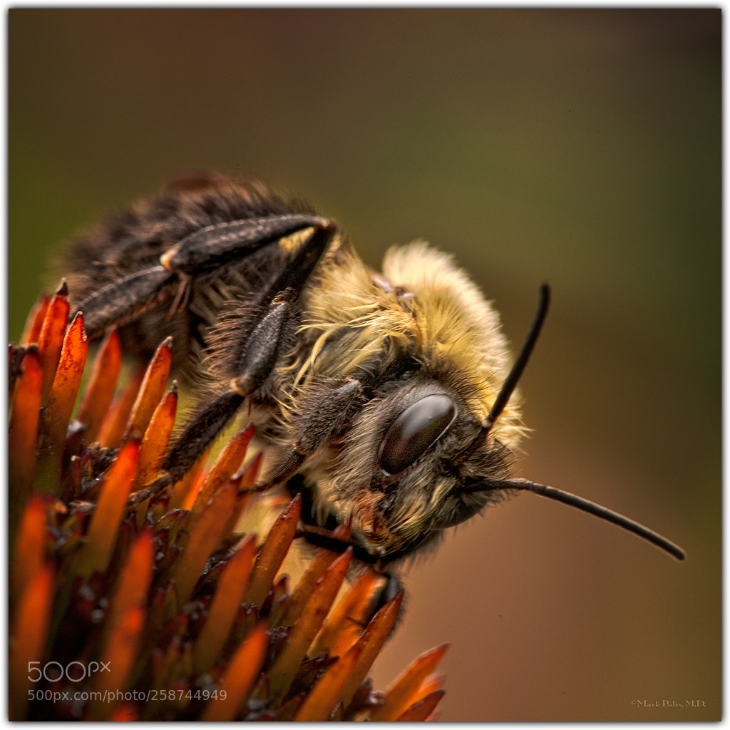 Canon EOS-1Ds Mark III sample photo. Bee on coneflower fltd photography