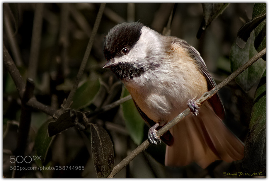 Canon EOS 50D sample photo. Black capped chicadee fltd photography