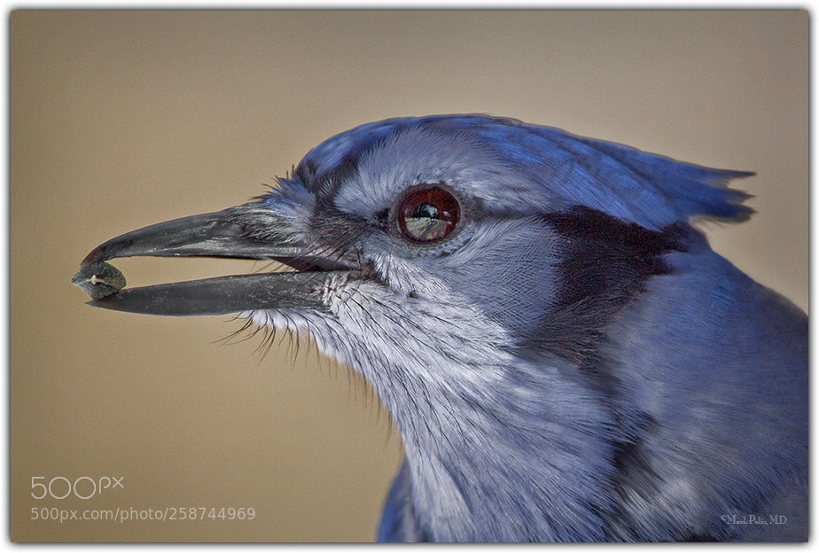 Canon EOS 50D sample photo. Bluejay head vignette fltd photography