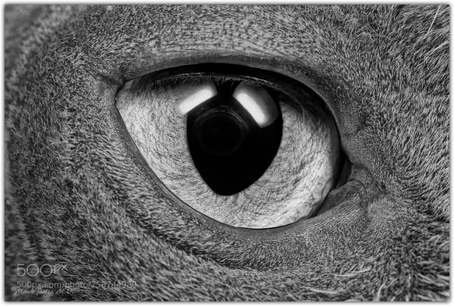 Canon EOS-1Ds Mark III sample photo. Bocce eye bw fltd photography