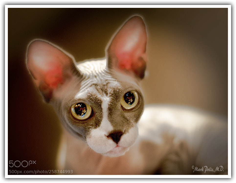Canon EOS 50D sample photo. Bocce portrait focalpoint fltd photography