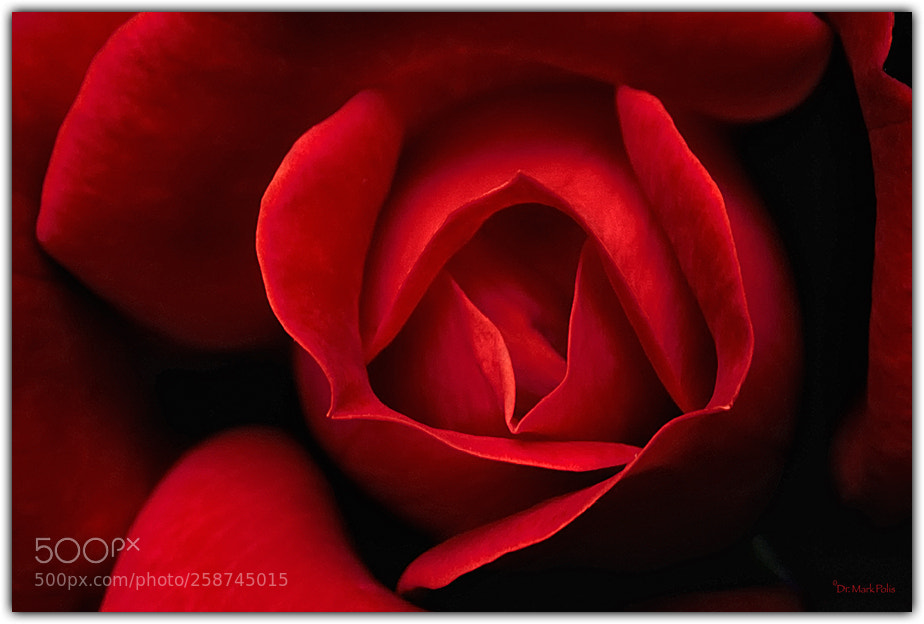 Canon EOS 50D sample photo. By any other name photography
