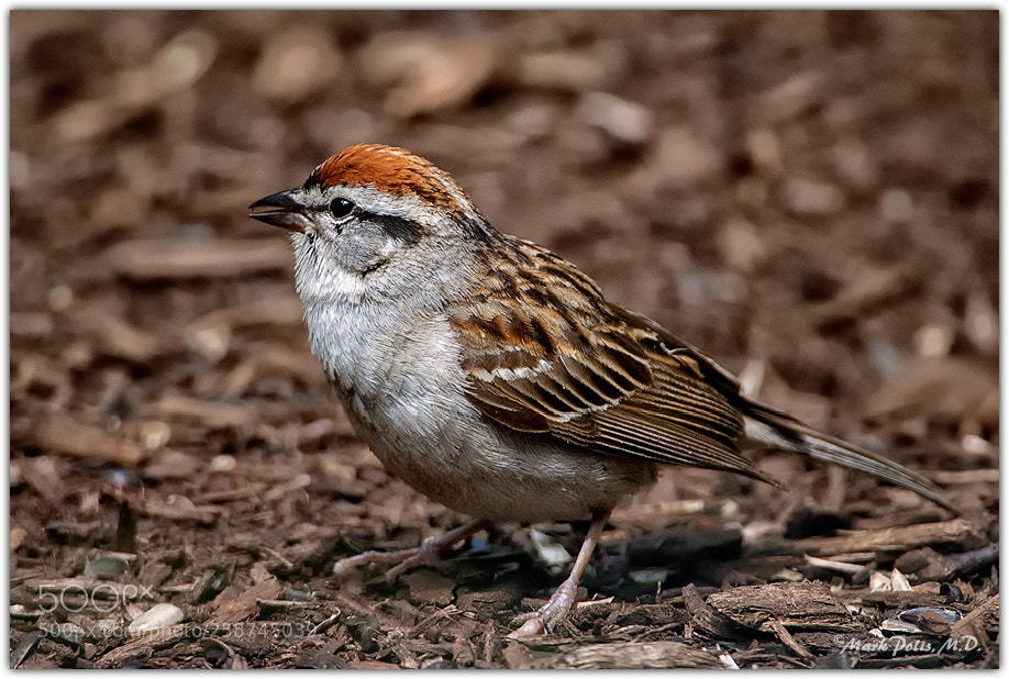 Canon EOS 50D sample photo. Chipping sparrow fltd photography