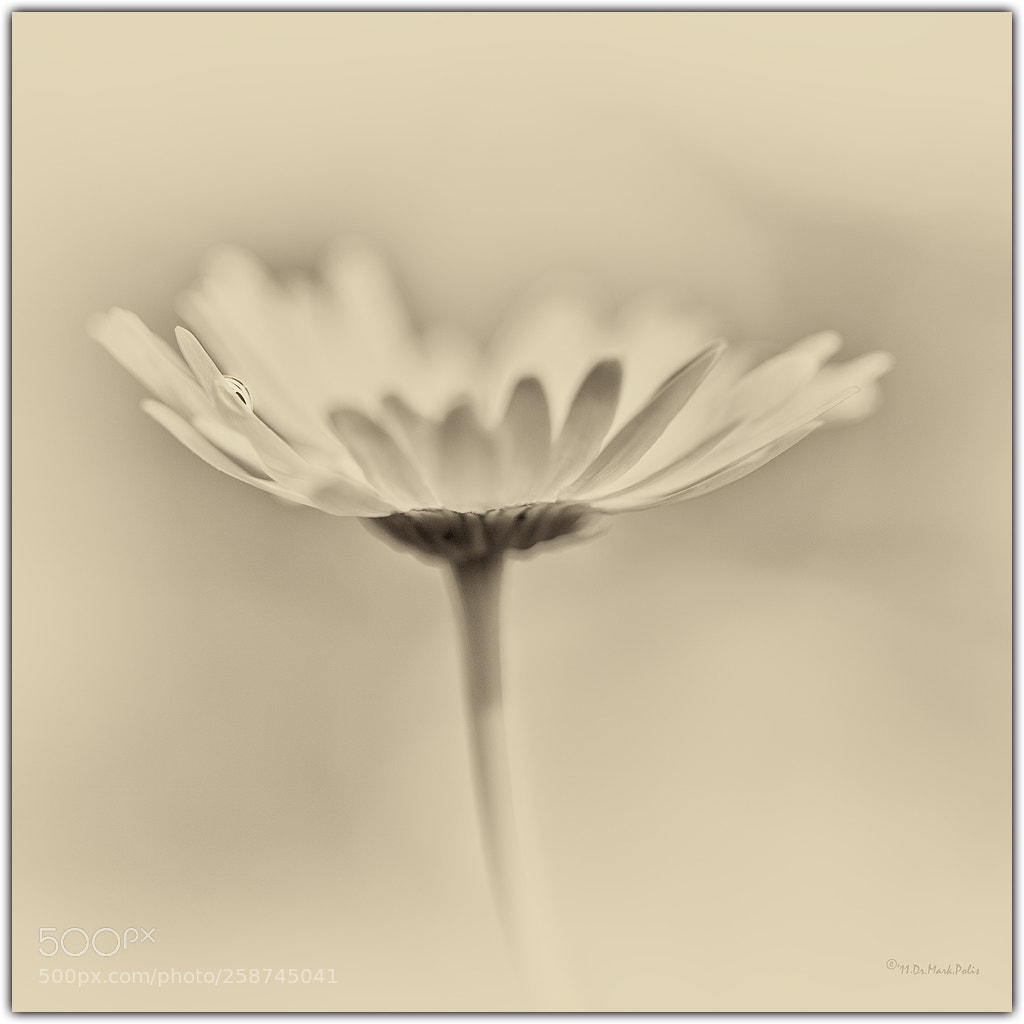 Canon EOS-1Ds Mark III sample photo. Daisy droplet square fltd photography