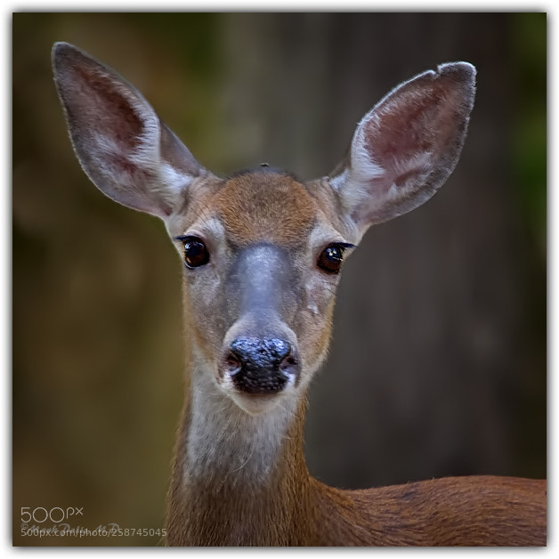 Canon EOS 50D sample photo. Deer portrait fltd photography