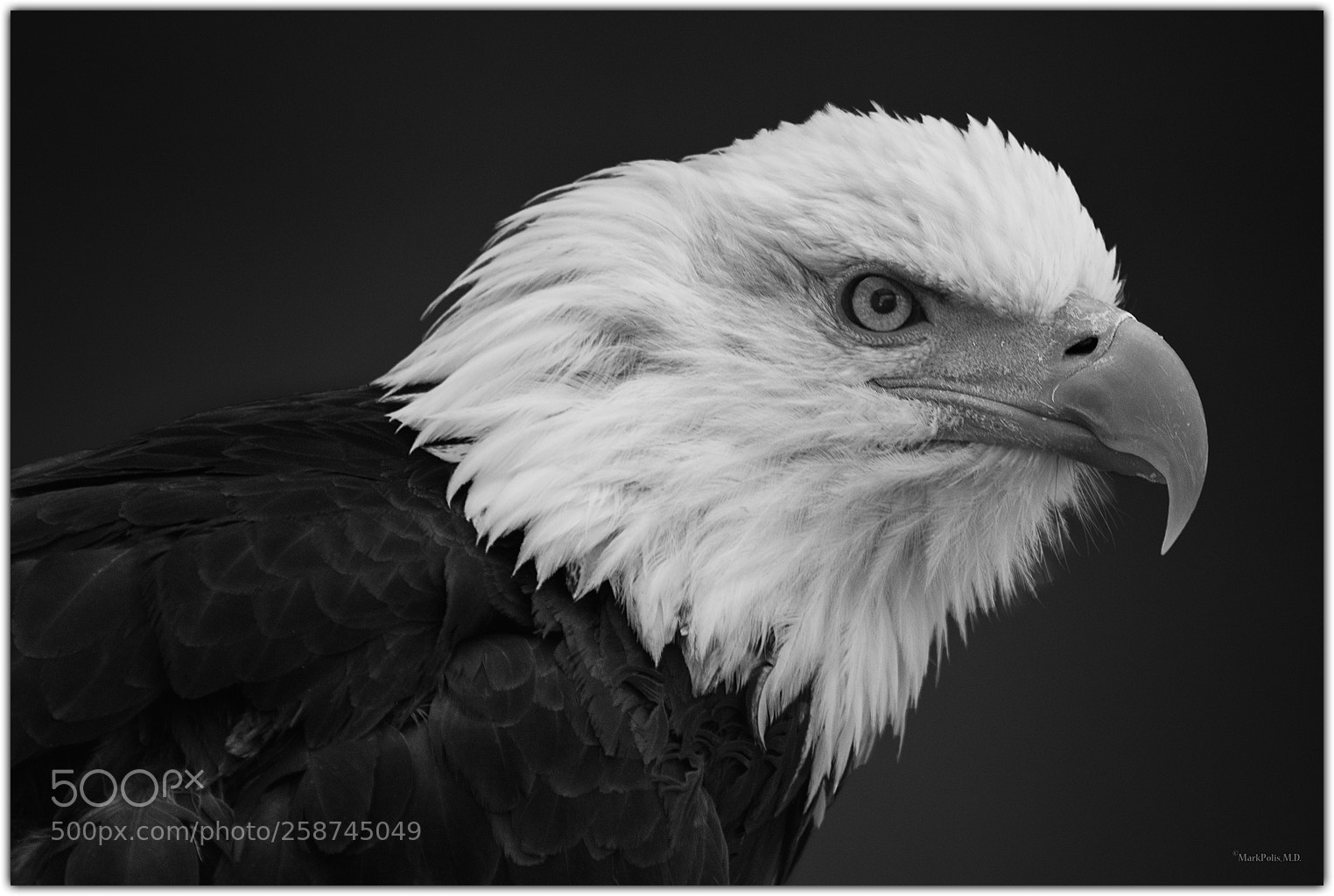 Canon EOS 7D sample photo. Eagle eye fltd photography