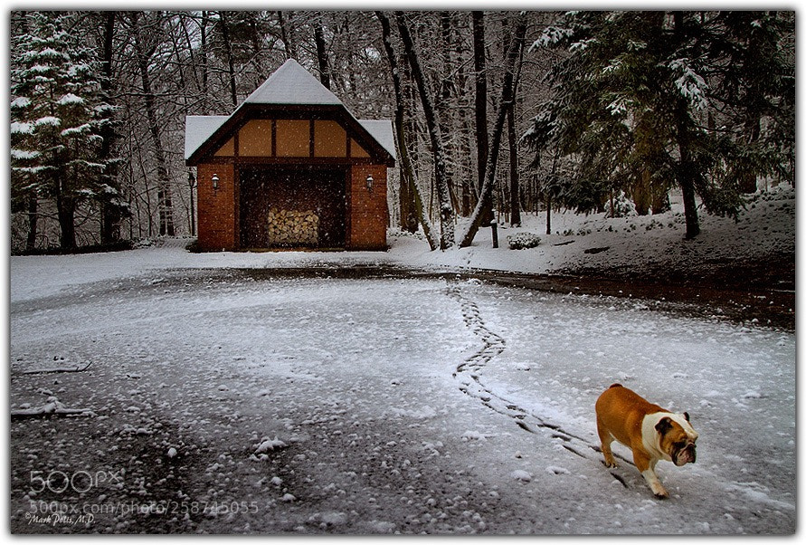 Canon EOS 7D sample photo. First tracks ollie photography