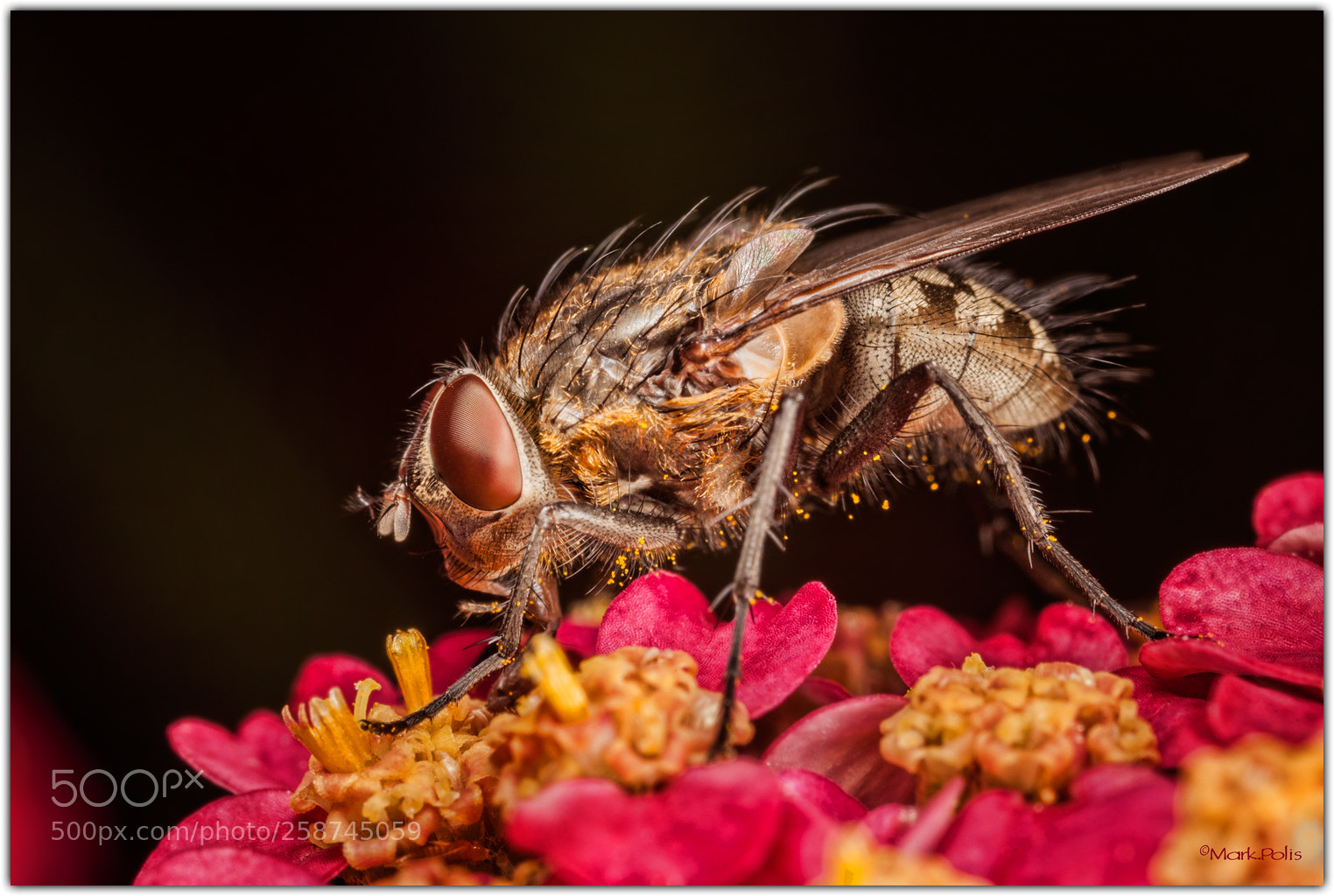 Canon EOS-1Ds Mark III sample photo. Fly with pollen fltd photography