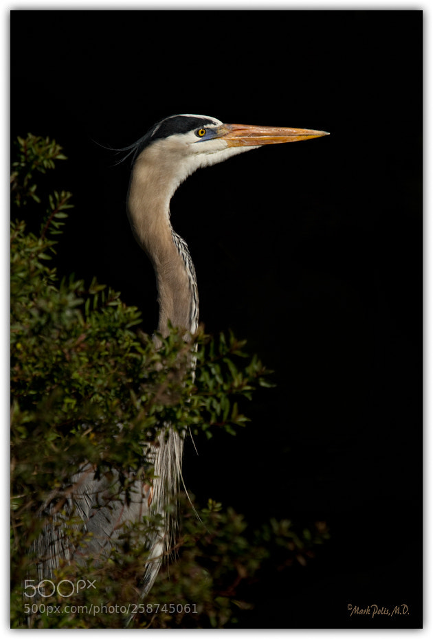 Canon EOS 7D sample photo. Great blue heron a photography
