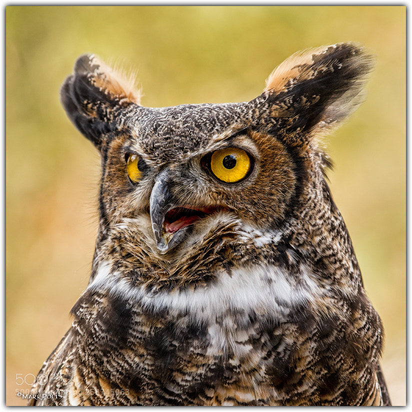 Canon EOS 7D sample photo. Great horned owl proc photography