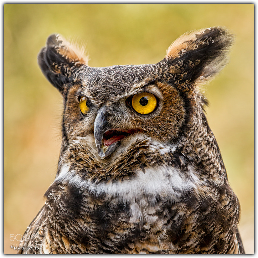 Canon EOS 7D sample photo. Great horned owl proc photography