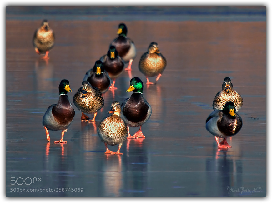 Canon EOS 50D sample photo. Guys n gals fltd photography