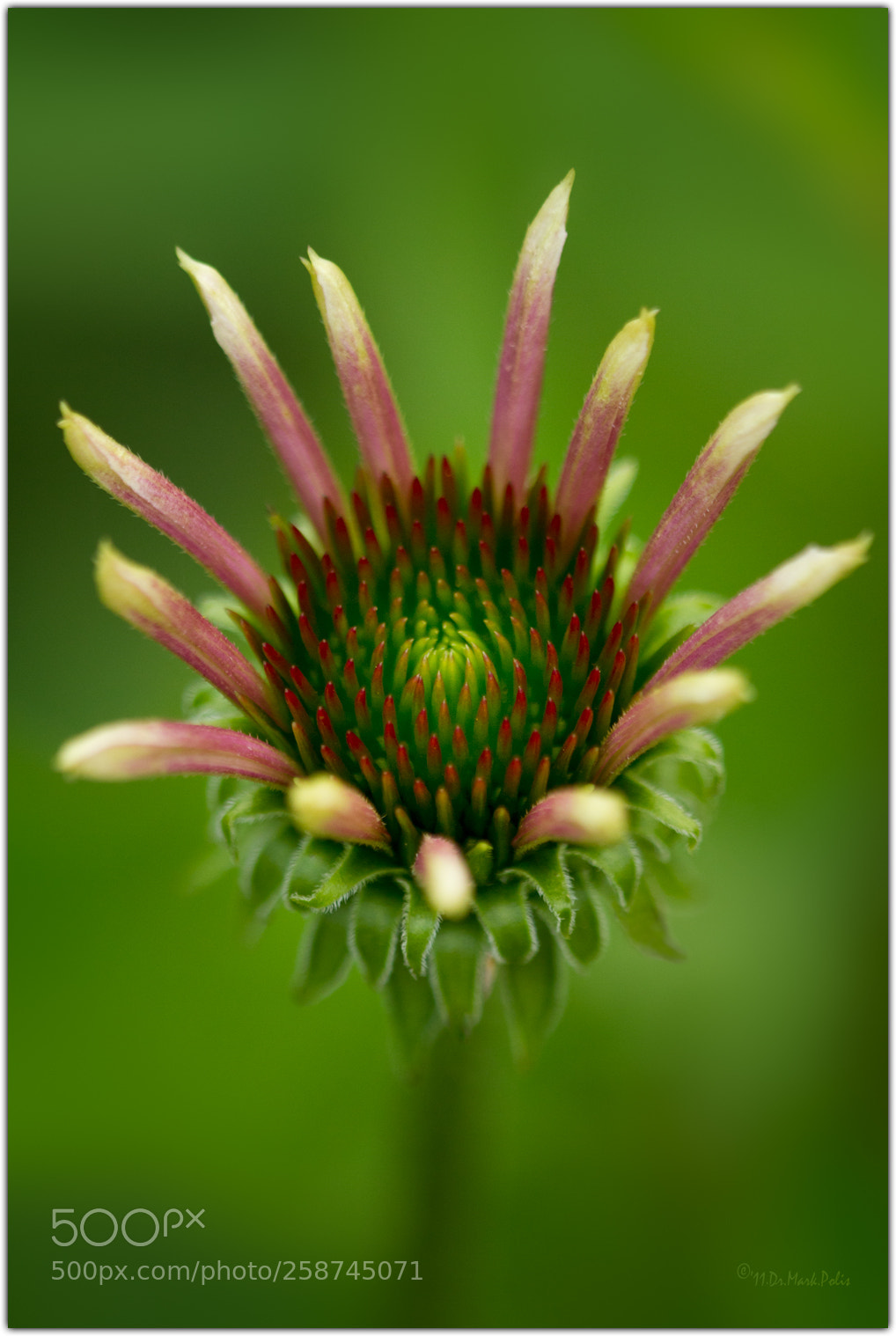 Canon EOS 7D sample photo. Heart of the purple photography