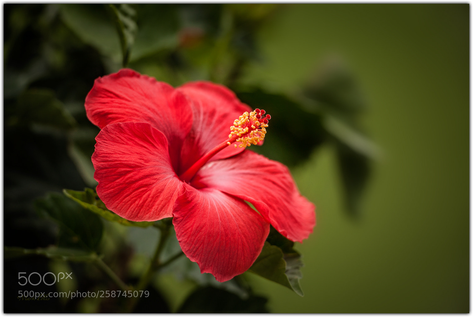 Canon EOS-1Ds Mark III sample photo. Hibiscus a fltd photography