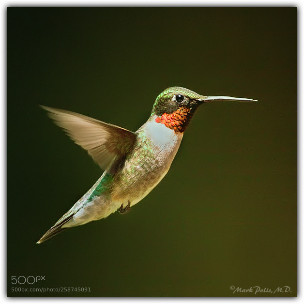 Canon EOS 50D sample photo. Hummingbird x extender a photography