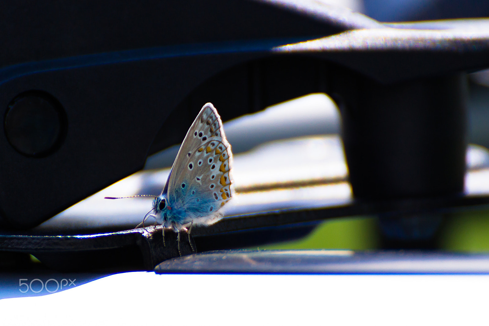 Canon EOS 1200D (EOS Rebel T5 / EOS Kiss X70 / EOS Hi) sample photo. Blue butterfly photography