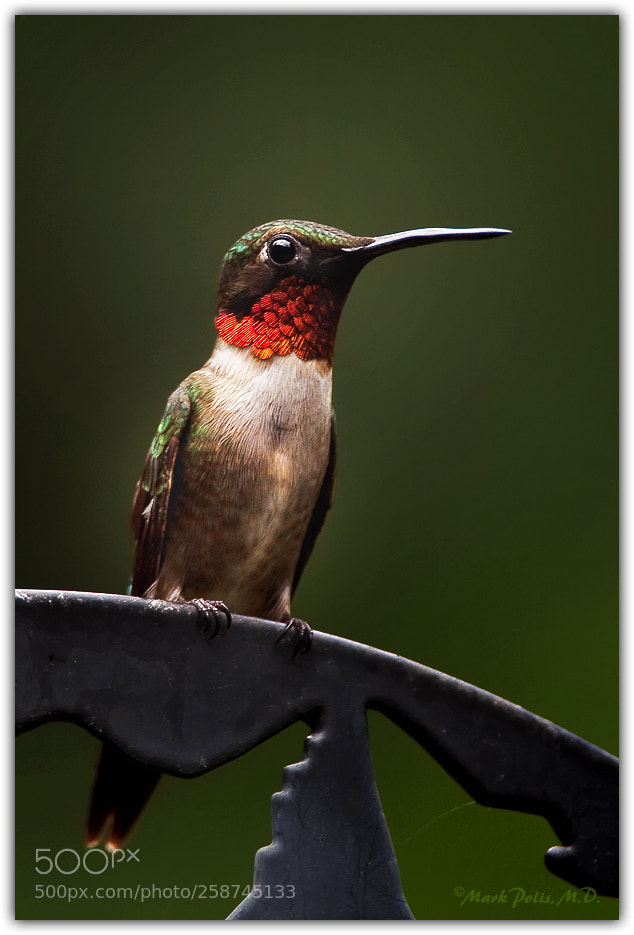 Canon EOS 50D sample photo. Hummingbird h feeder fltd photography