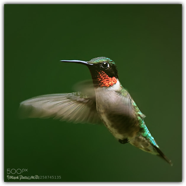 Canon EOS 50D sample photo. Hummingbird solo flight sig photography