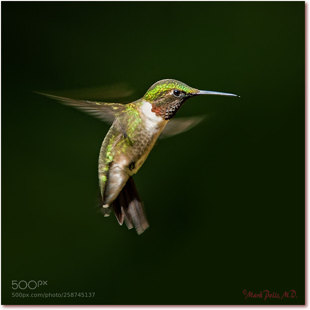 Canon EOS-1Ds Mark III sample photo. Hummingbird solo flight drp photography