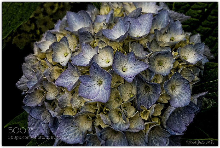 Canon EOS-1Ds Mark III sample photo. Hydrangea fltd photography
