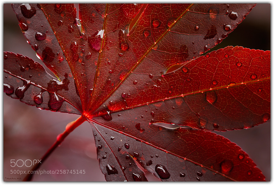 Canon EOS 7D sample photo. Japanese maple after the photography