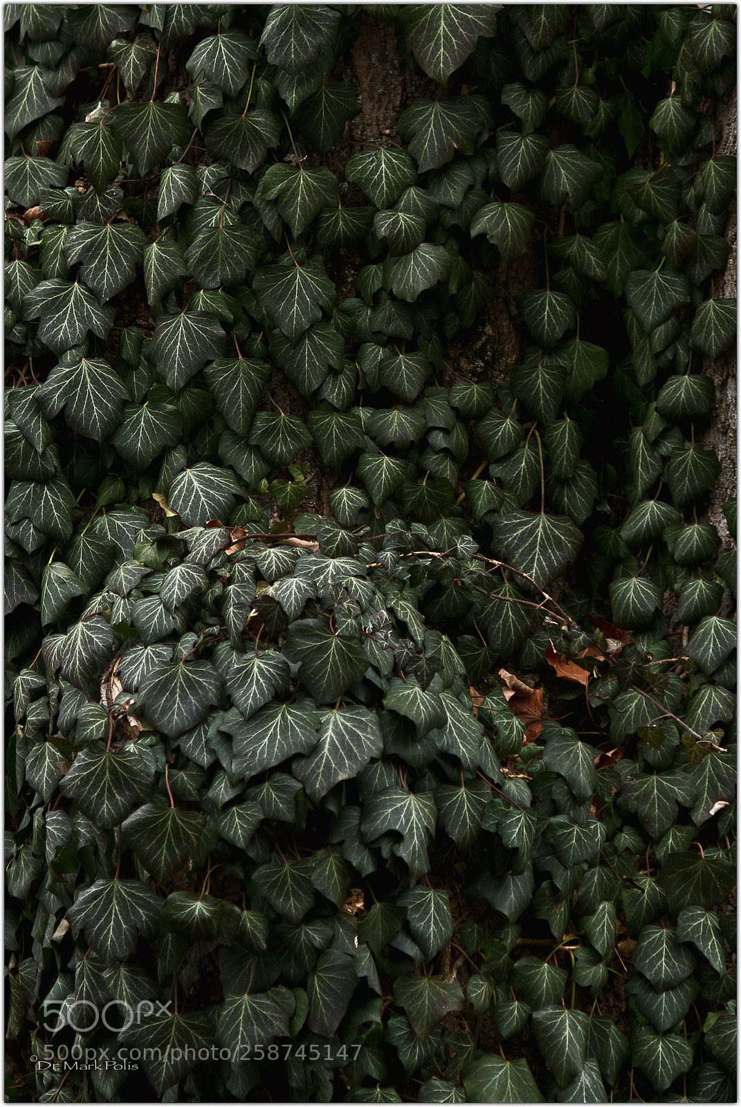 Canon EOS 7D sample photo. Ivy a color sig photography