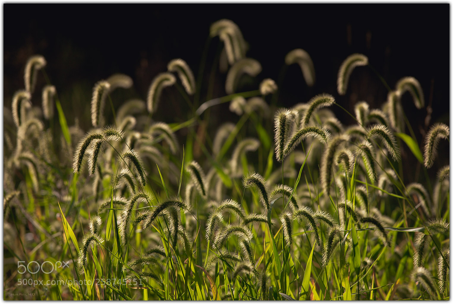 Canon EOS-1Ds Mark III sample photo. Late afternoon farmland grasses photography