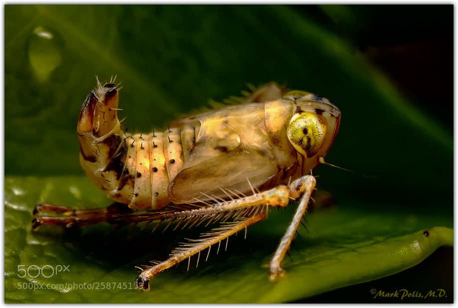 Canon EOS-1Ds Mark III sample photo. Leafhopper nymph shaded fltd photography