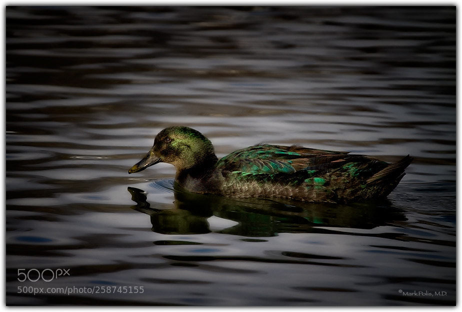 Canon EOS 7D sample photo. Mallard on indian lake photography