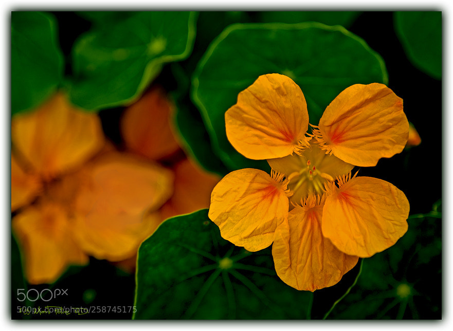 Canon EOS-1Ds Mark III sample photo. Nasturtium fltd photography