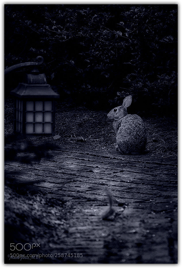 Canon EOS-1Ds Mark III sample photo. Night watch fltd photography
