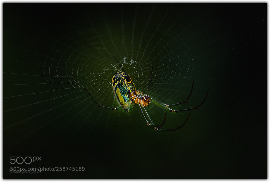 Canon EOS 50D sample photo. Orchard orb weaver sig photography