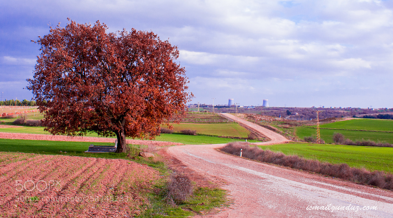 Canon EOS 650D (EOS Rebel T4i / EOS Kiss X6i) sample photo. Red tree photography