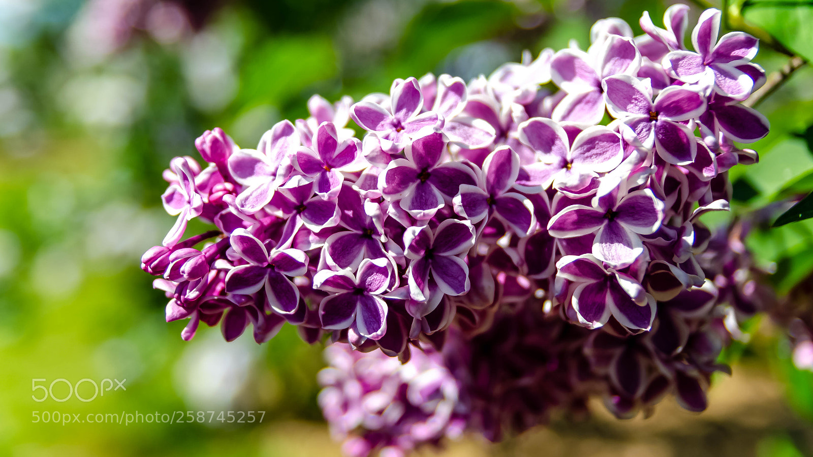 Nikon D5100 sample photo. Syringa vulgaris photography