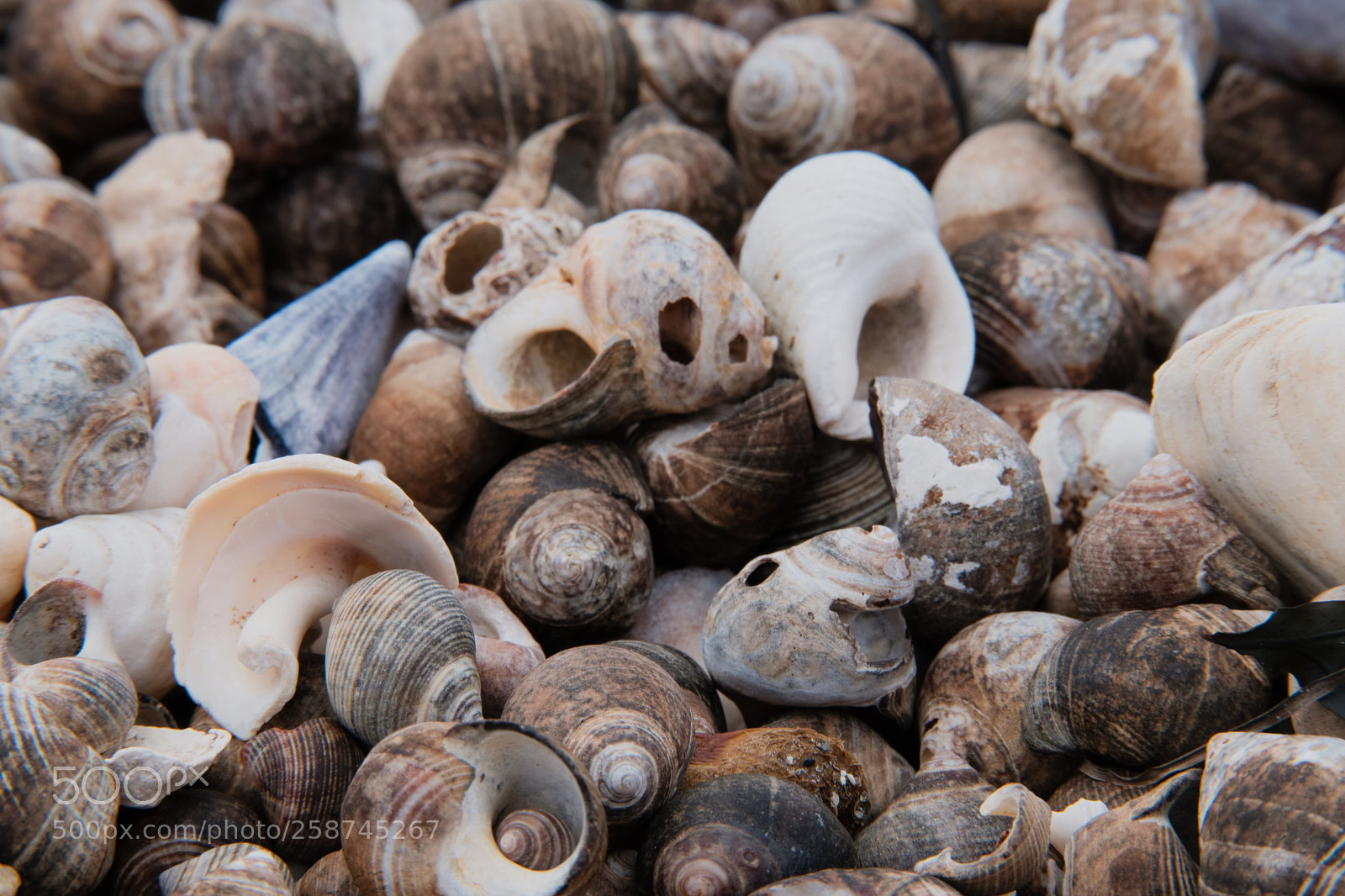 Fujifilm X-H1 sample photo. Periwinkles photography