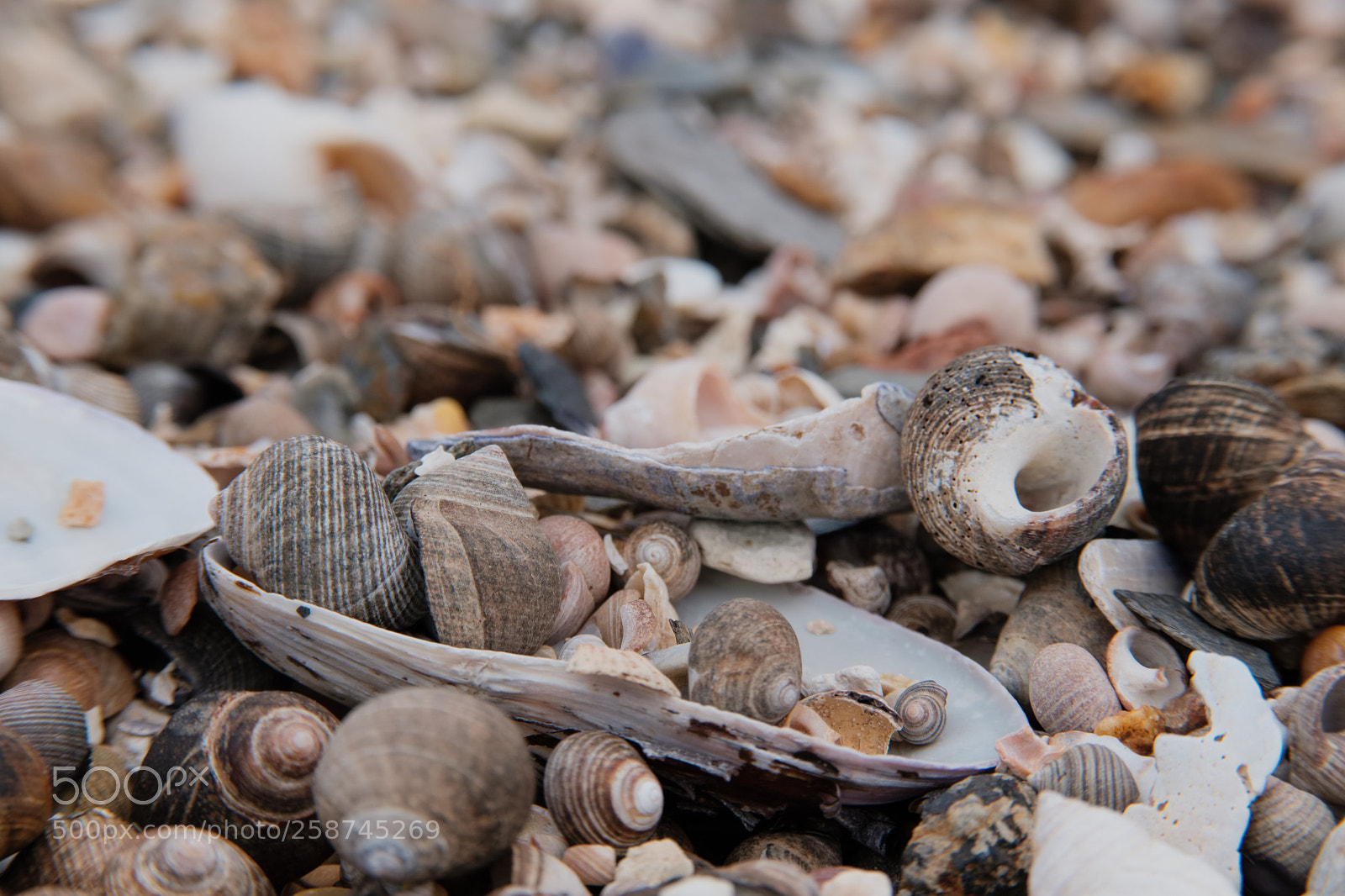 Fujifilm X-H1 sample photo. Periwinkles photography